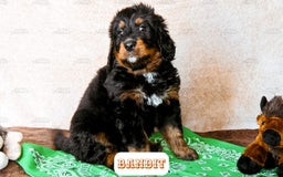 Bernedoodle dogs for sale: Bandit - Image 8