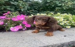 Dachshund dogs for sale: Denver - Image 8