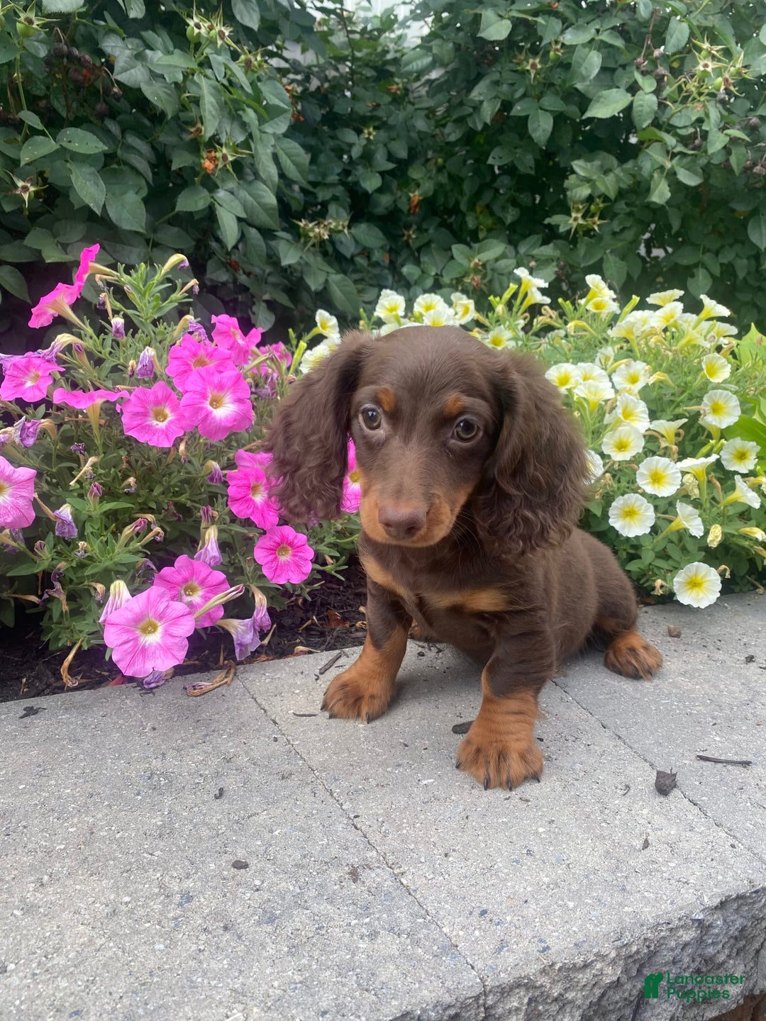 Dachshund dogs for sale: Denver - Image 8