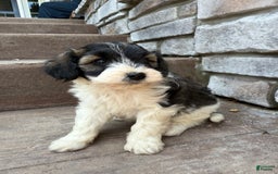 Teddy Bear dogs for sale: Evan - Image 13