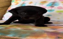Labrador Retriever dogs for sale: Orange - Image 2