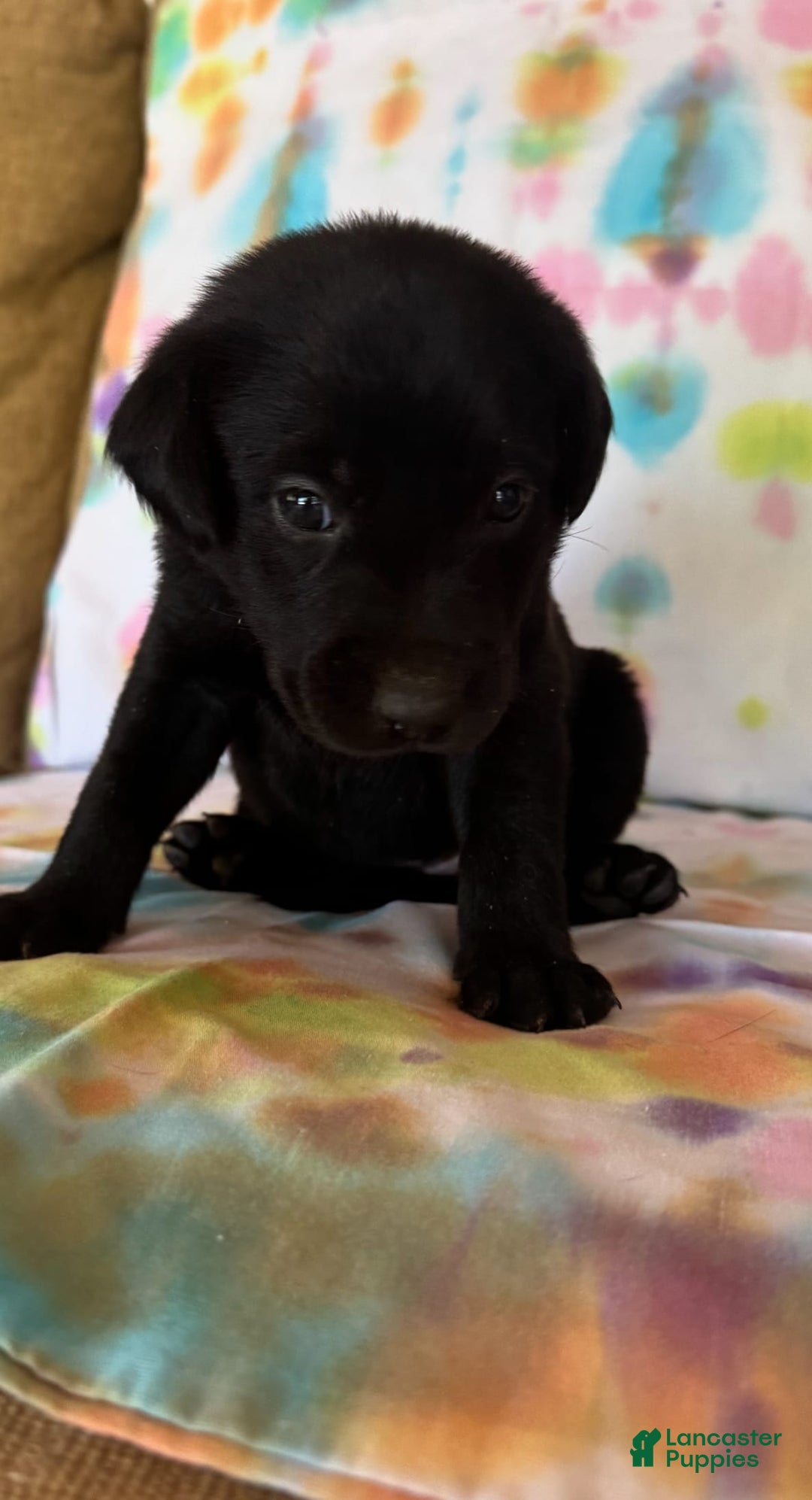 Labrador Retriever dogs for sale: Orange - Image 2