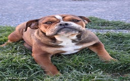 Olde English Bulldogge dogs for sale: Macey - Image 5