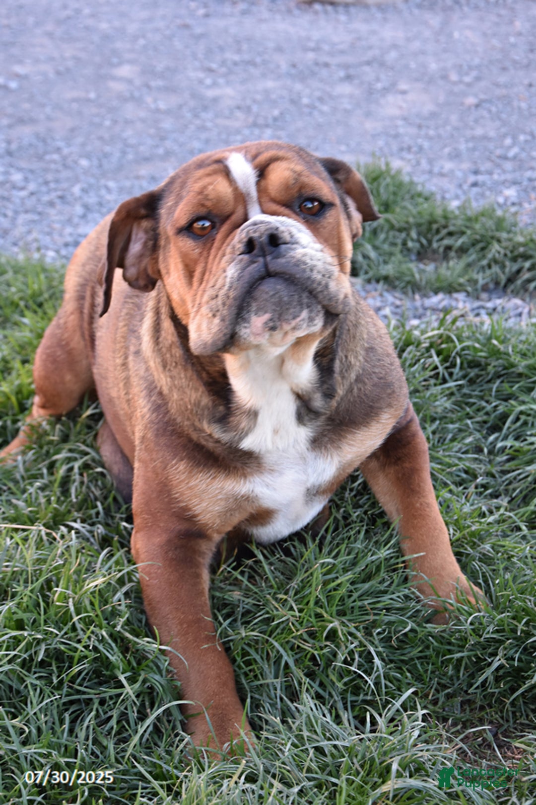 Olde English Bulldogge dogs for sale: Macey - Image 5