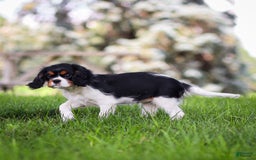 Cavalier King Charles Spaniel dogs for sale: Bailey - Image 14
