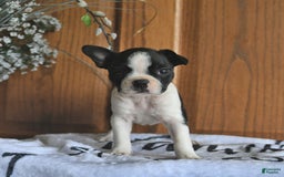 Boston Terrier dogs for sale: Heidi - Image 5