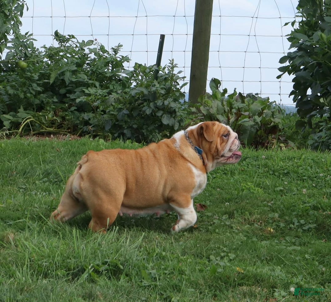 English Bulldog dogs for sale: Wiggles - Image 5