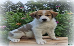 Great Pyrenees dogs for sale: Willow - Image 1