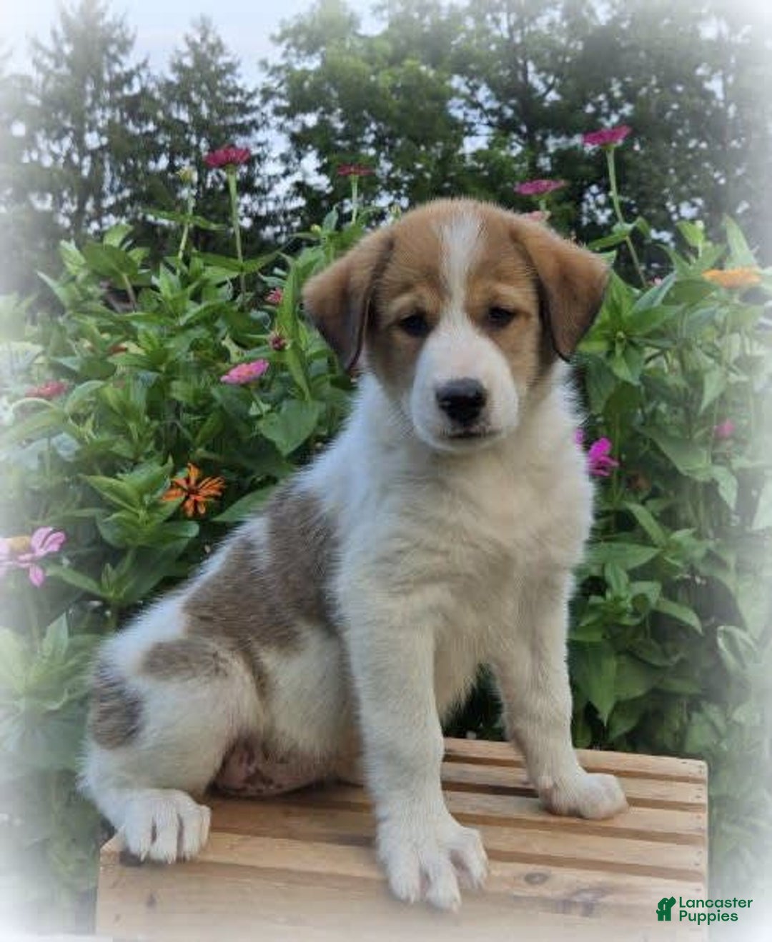 Great Pyrenees dogs for sale: Willow - Image 1