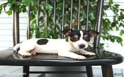Jack Russell Terrier dogs for sale: Zoey - Image 4