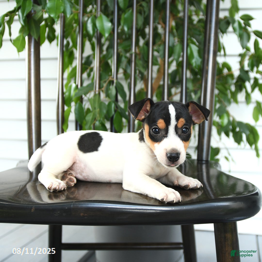 Jack Russell Terrier dogs for sale: Zoey - Image 4