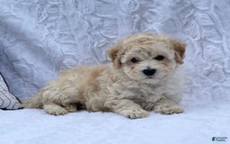 Bichpoo dogs for sale: Cooper - Image 5