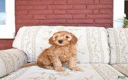 Cockapoo dogs for sale: Kipling - Image 3