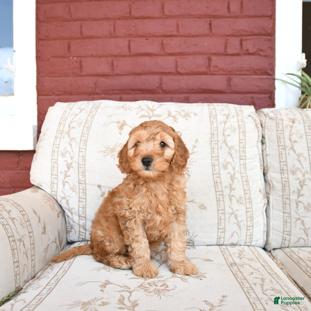 Cockapoo dogs for sale: Kipling - Image 3