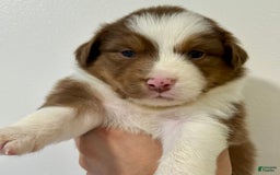 Australian Shepherd dogs for sale: Janis - Image 1