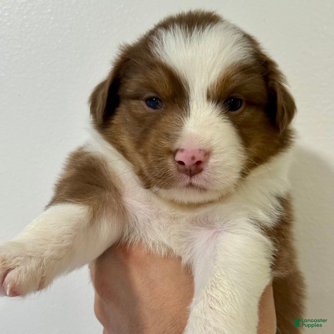 Australian Shepherd dogs for sale: Janis - Image 1