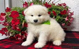 Samoyed dogs for sale: Gizmo - Image 1