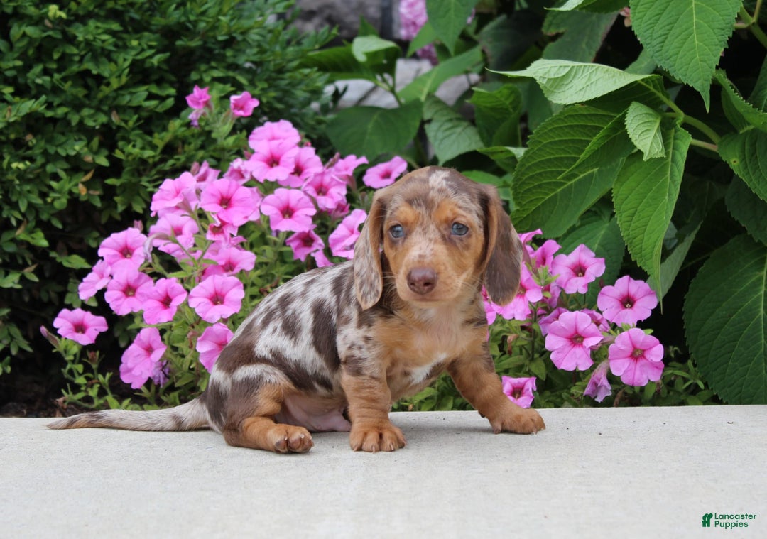 Dachshund dogs for sale: Xander - Image 1