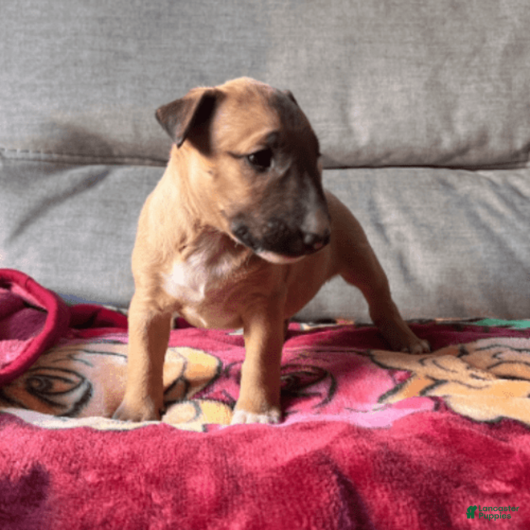 Bull Terrier dogs for sale: Skye - Image 2