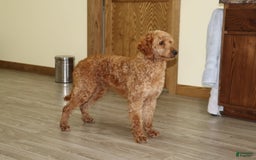 Mini Goldendoodle dogs for sale: Atlas - Image 2