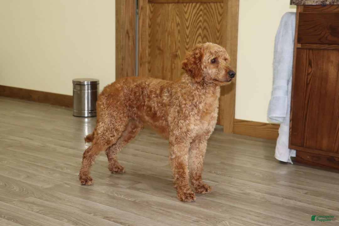 Mini Goldendoodle dogs for sale: Atlas - Image 2