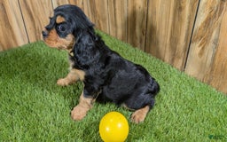 Cavalier King Charles Spaniel dogs for sale: Brin Girl 4 - Image 13