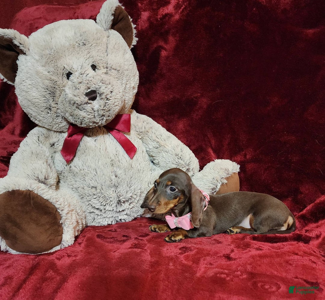 Miniature Dachshund dogs for sale: PUDDIN - Image 2