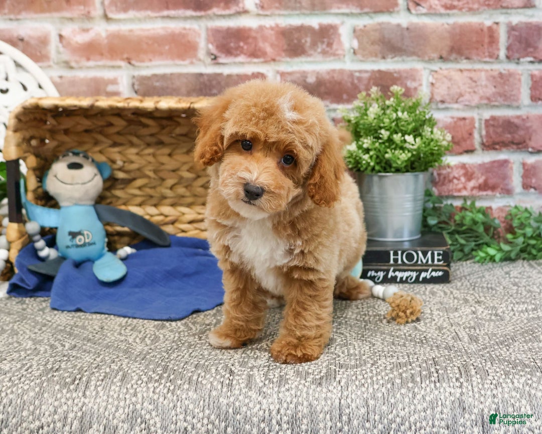 Miniature Poodle dogs for sale: Riggs - Image 5