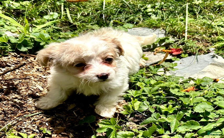 Havapoo dogs for sale - Ad 3