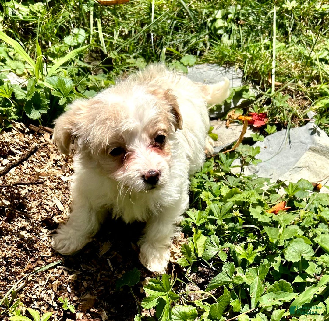 Havapoo dogs for sale: Tiny Patches - Image 1