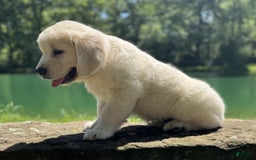 Golden Retriever dogs for sale: Nova - Image 7