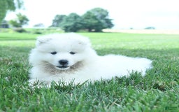 Samoyed dogs for sale: Buddy - Image 5