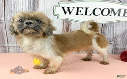 Shih Tzu dogs for sale: Kaden Drew - Image 5