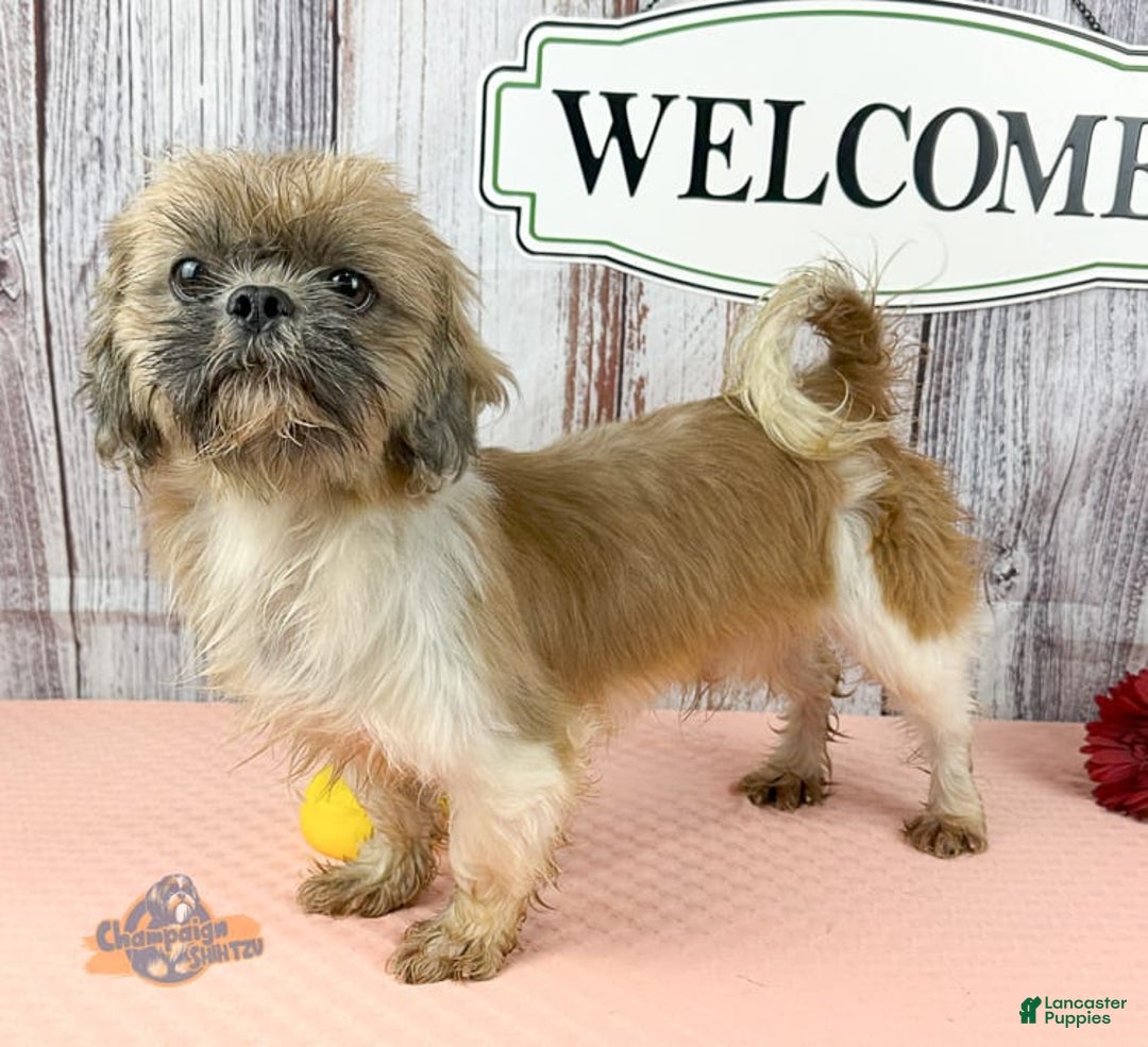 Shih Tzu dogs for sale: Kaden Drew - Image 5
