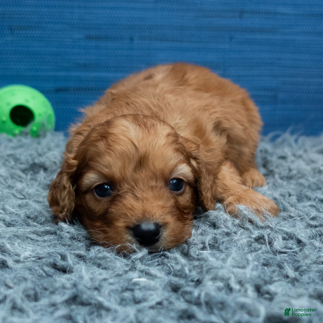Cavapoo dogs for sale: Jacoby - Image 2