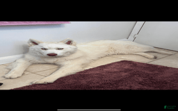 Siberian Husky dogs for sale: Bear - Image 2
