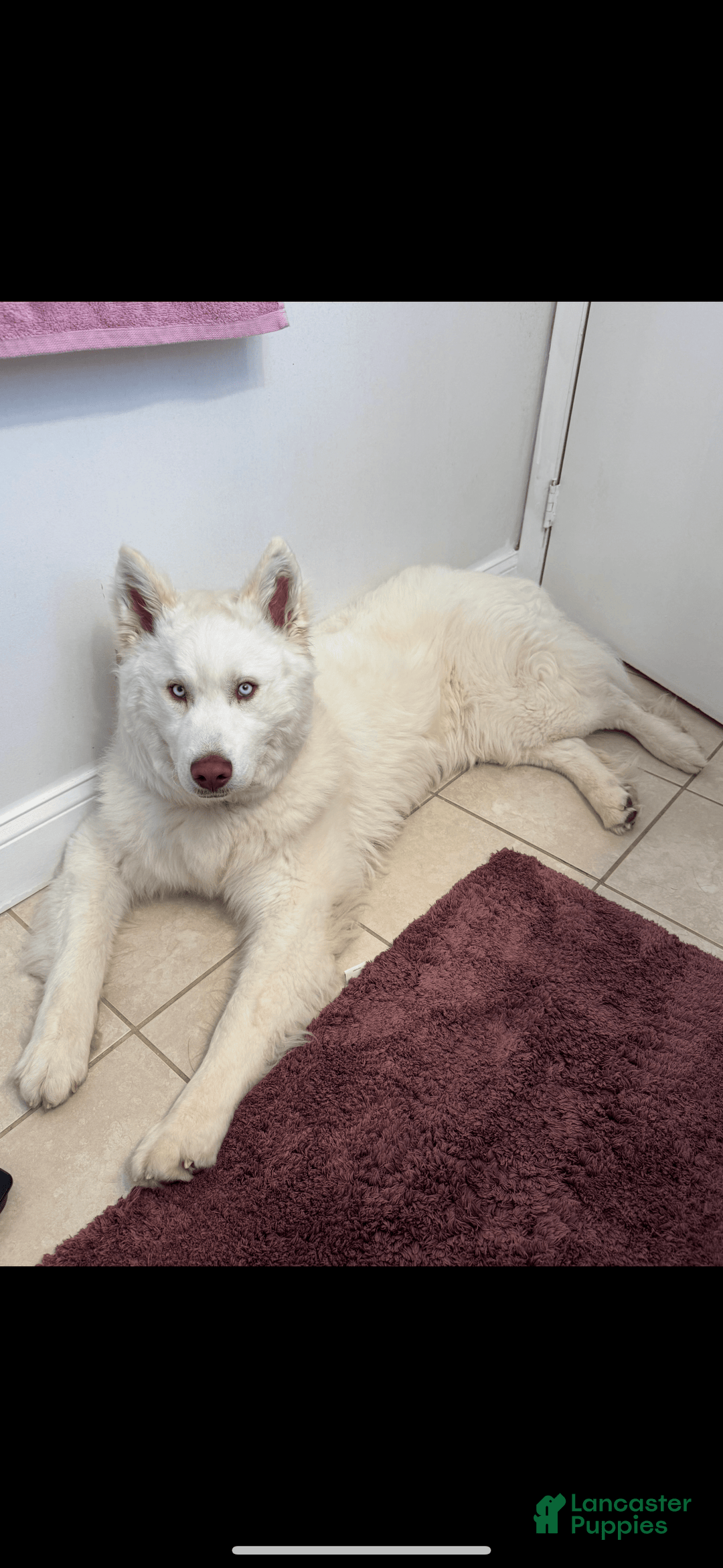 Siberian Husky dogs for sale: Bear - Image 2