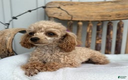 Toy Poodle dogs for sale: Ziggy - Image 3