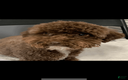 Shihpoo dogs for sale: Galaxy - Image 3