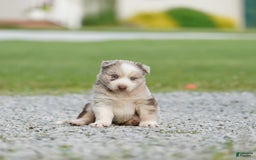 Gerberian Shepsky dogs for sale: Lawson - Image 2
