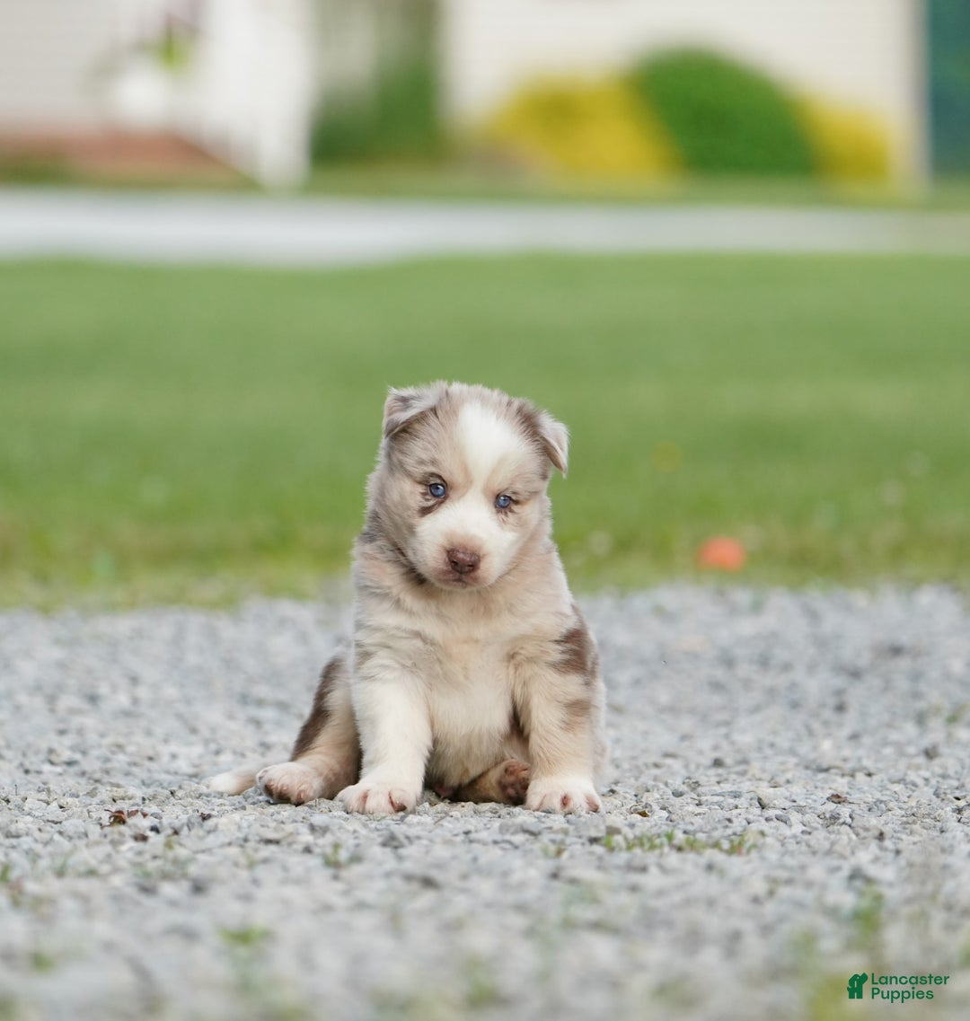 Gerberian Shepsky dogs for sale: Lawson - Image 2