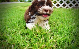 Havapoo dogs for sale: Dash - Image 20