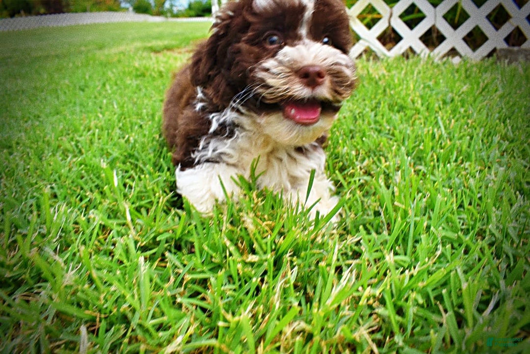 Havapoo dogs for sale: Dash - Image 20