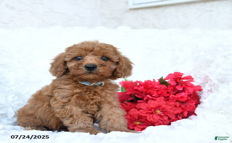 Mini Goldendoodle dogs for sale - Ad 1