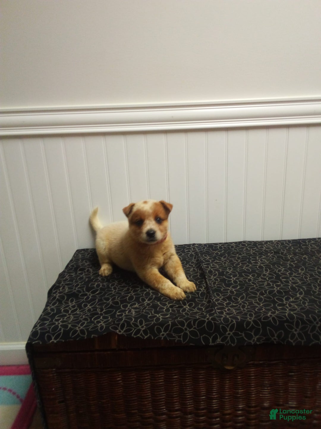 Australian Cattle Dog dogs for sale: Cinnamon - Image 4