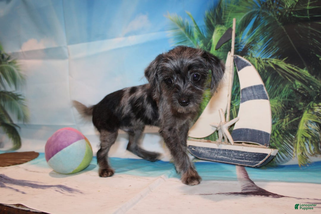 Schnoodle dogs for sale: Galaxy - Image 7