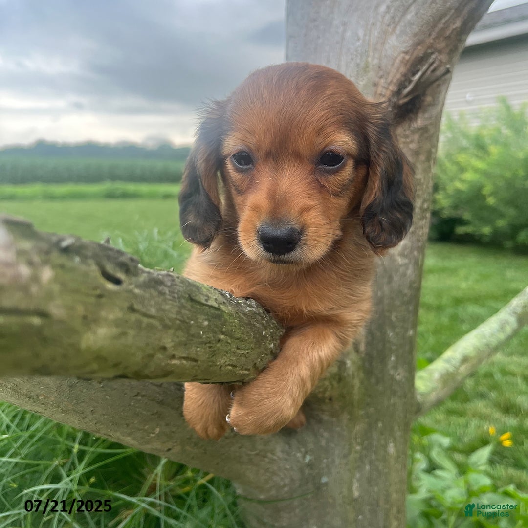 Miniature Dachshund dogs for sale: Nancy - Image 1