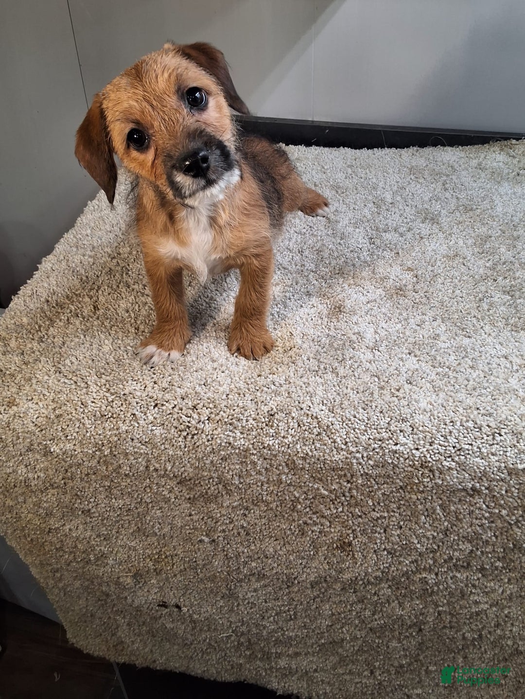 Jackapoo dogs for sale: Tammy - Image 3