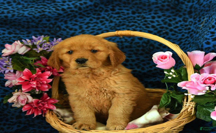 Golden Retriever dogs - Advert 24