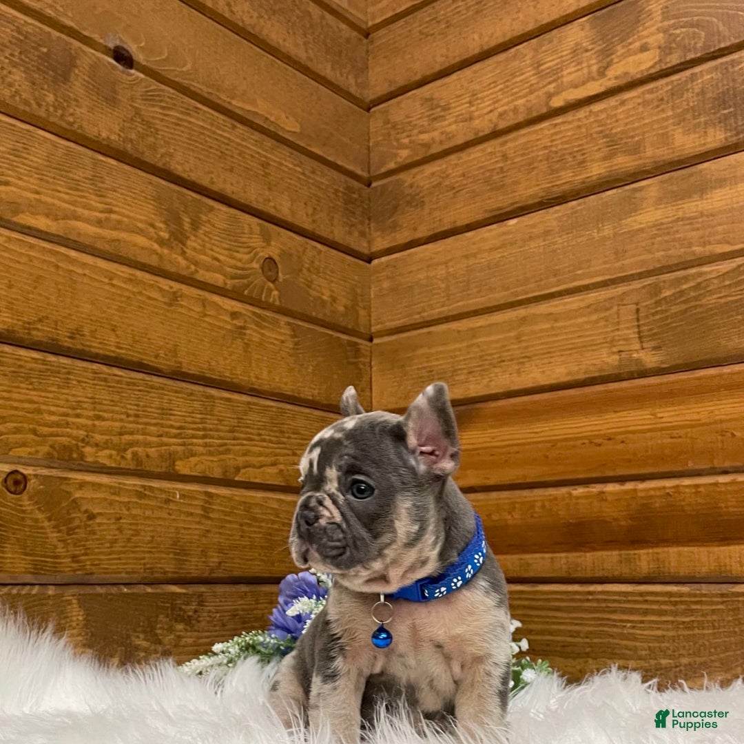 French Bulldog dogs for sale: Knox - Image 4